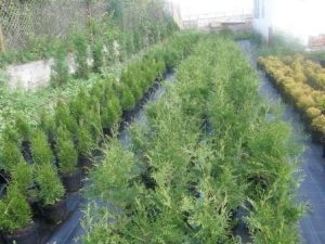 ВЕЧНОЗЕЛЁНЫЕ КУСТАРНИКИ